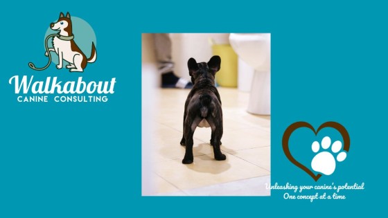 Slippery Floors & Dogs — Why Traction Matters for Comfort, Confidence & Long-Term Health