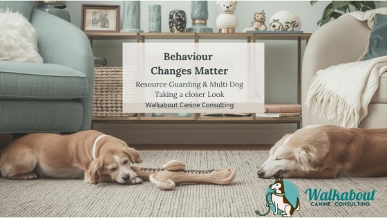 Behaviour Changes Matter: Why Resource Guarding and Multi-Dog Tension Deserve a Closer Look