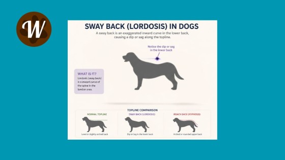 Sway Back in Dogs: What Lordosis May Mean