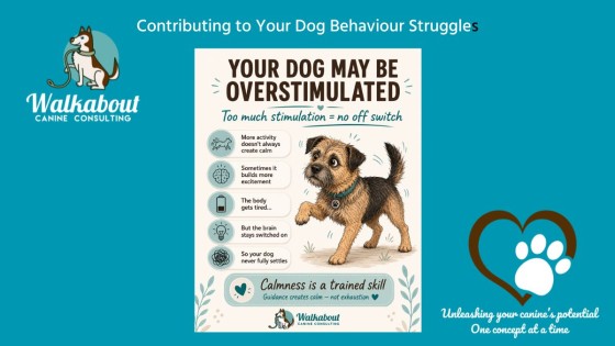 Tired Is Not the Same as Calm: Why Your Dog Can’t Relax