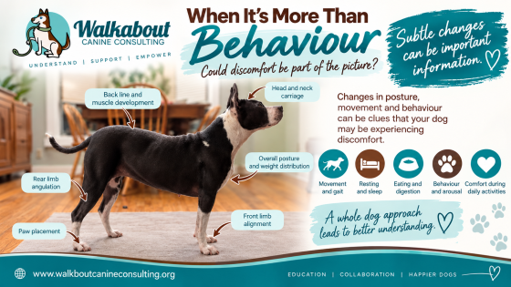 Can Pain Cause Behaviour Changes in Dogs?  When it's more than behaviour.
