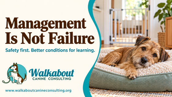 Dog Behaviour Management: 6 Ways to Set Your Dog Up for Success