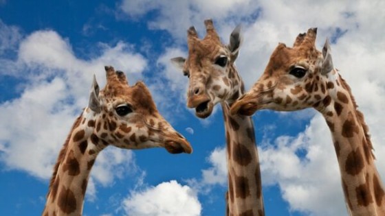 What's the Worst Business Advice You Have Received?