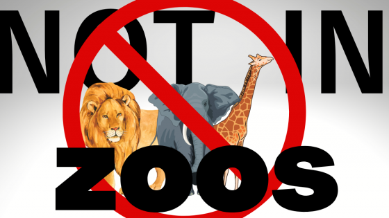 Animals DO NOT Belong in Zoos