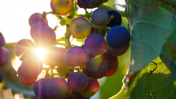 How the natural wine movement might challenge the Wine Aroma Wheel lexicon