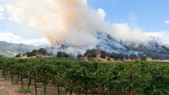 What Smoke Taint in Wine Tastes Like