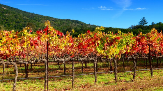 An Afternoon in Napa Valley