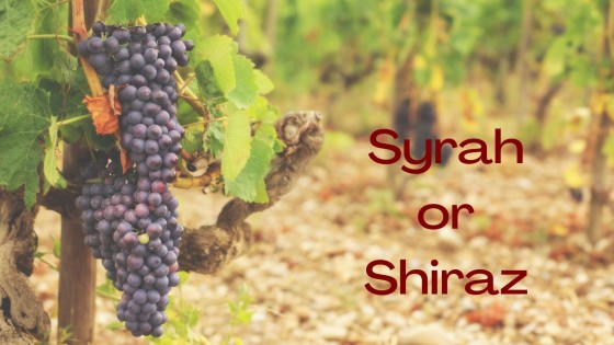 Syrah and Shiraz: A Sensory Guide to What's Really in Your Glass