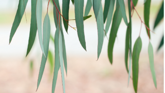 Eucalyptus flavor in wine: what is it?