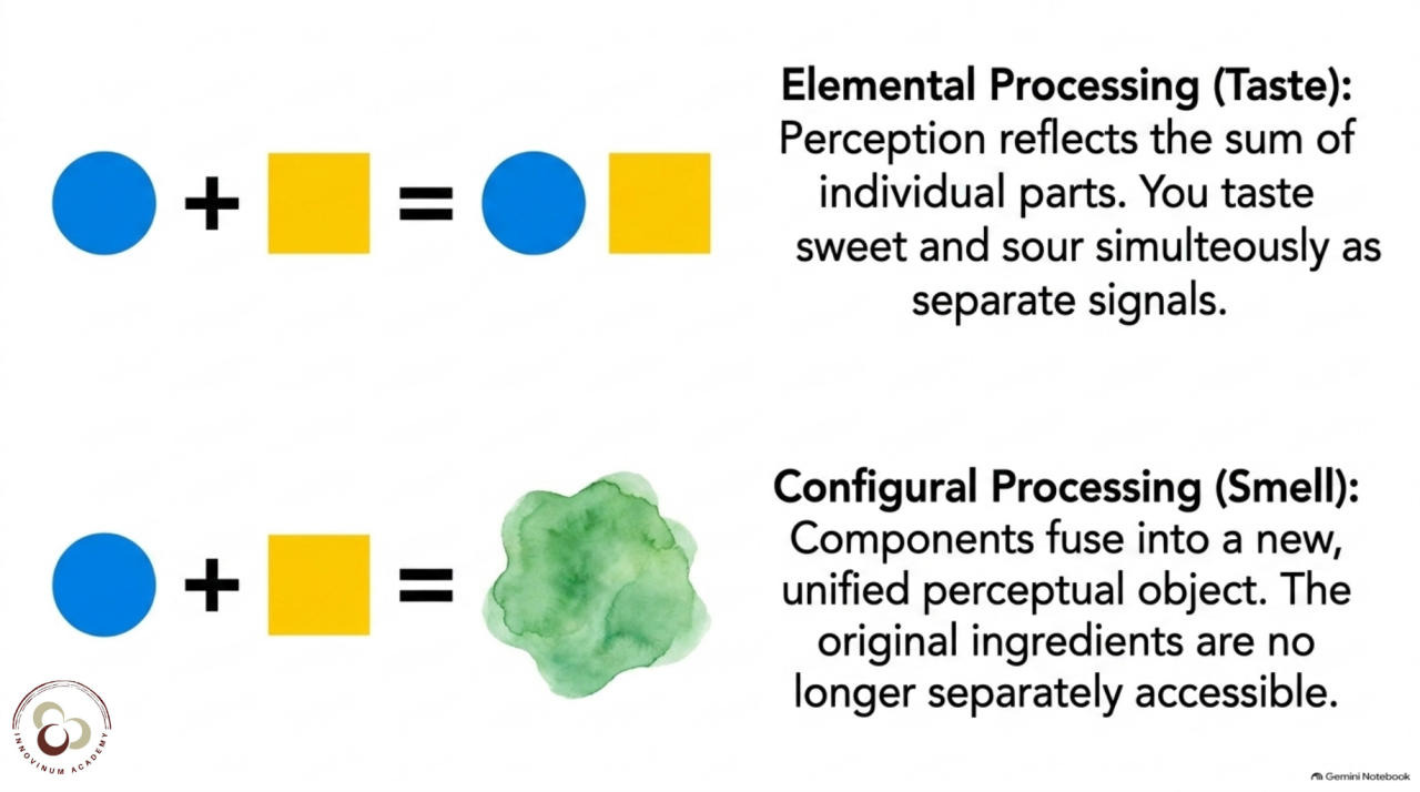 A visual explaining the elemental and configural processing of aromas