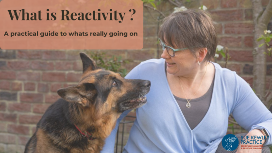What Is Reactivity in Dogs? (A Practical Guide)