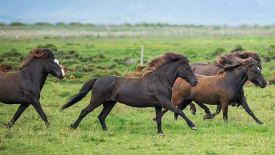 Don’t frighten the horses! Let your digital-twin model “tell the story” (27)
