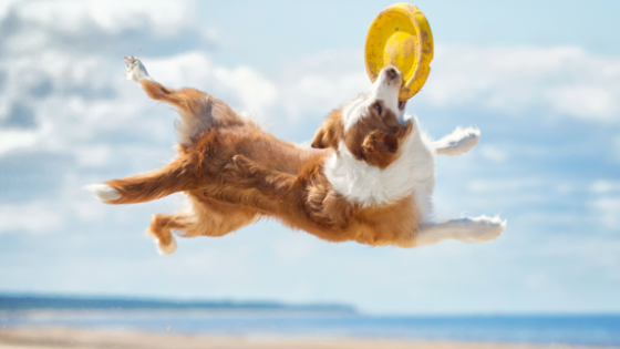 How dogs catch frisbees – and how to USE digital-twin models (36)
