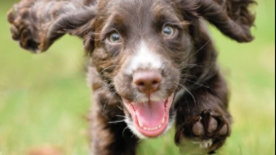 What a hooligan dog taught me about product development