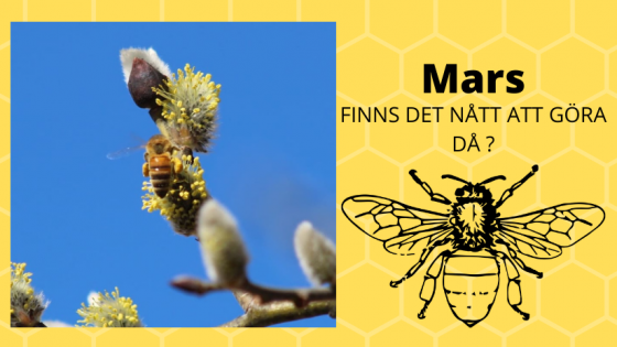 Vad gör en biodlare i mars