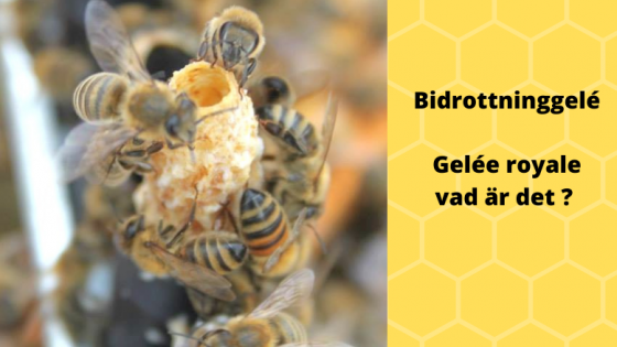 Vad är bidrottninggele