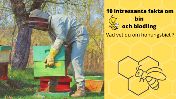 10 intressanta fakta om bin och biodling