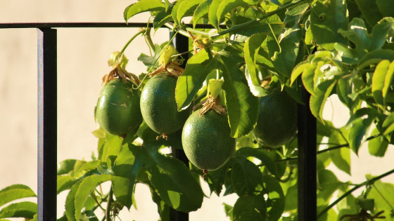 Desert Vines for Edible Fruits