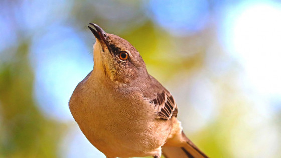 15 Things You Never Knew About Desert Birds