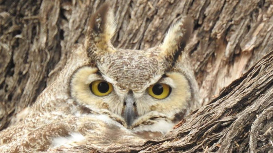 How I Came to Teach About Bird Gardening
