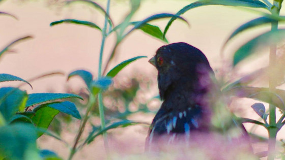 3 Mistakes People Make When Creating A Bird Garden