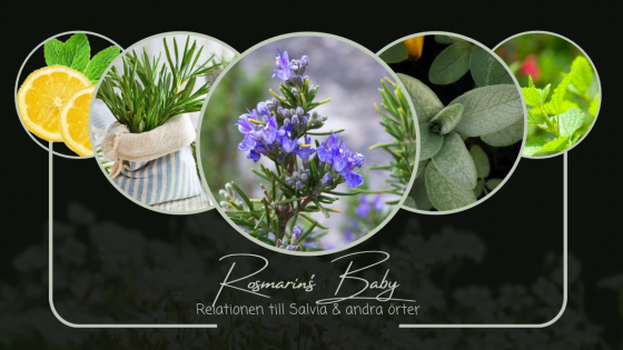 Rosmarin´s Baby
